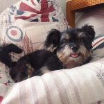 artenyx for parvovirus featured image